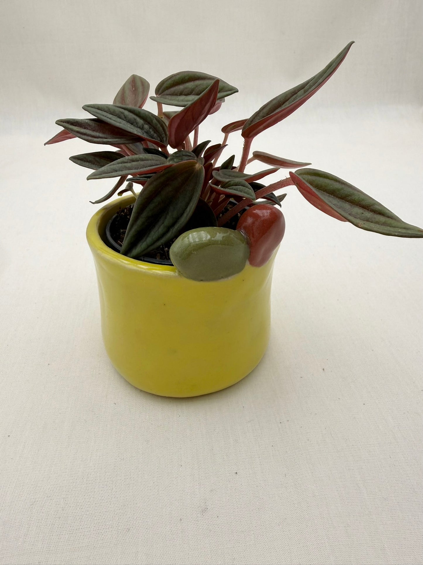 Blumentopf Zitrönchen