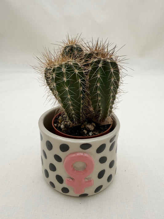 Blumentopf Punkte und pink Femii