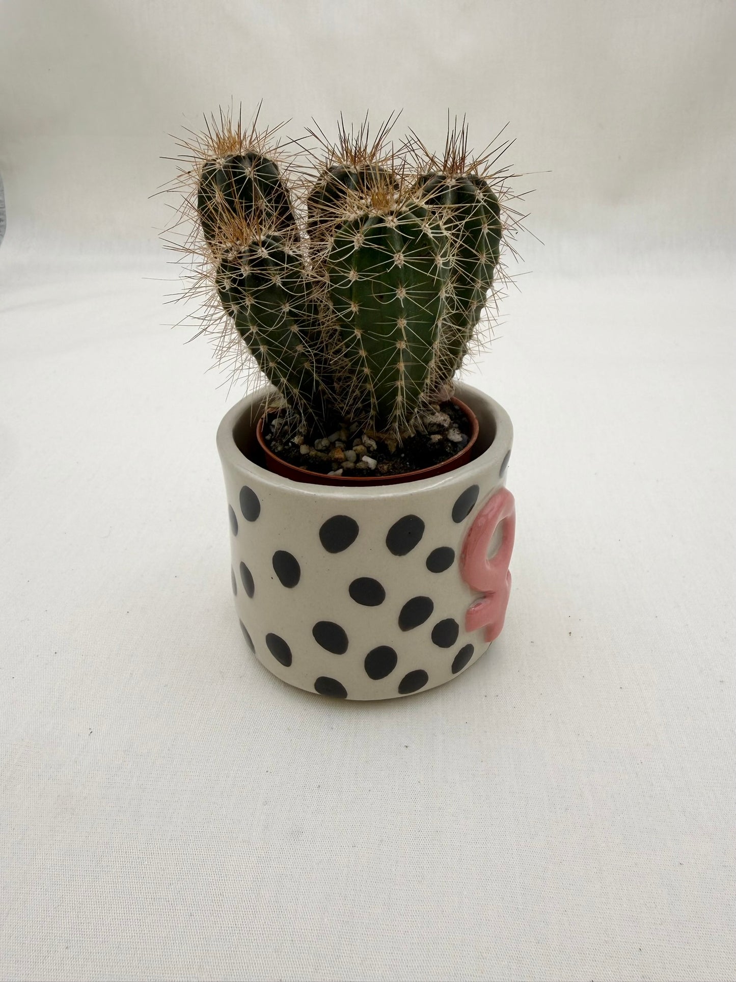 Blumentopf Punkte und pink Femii